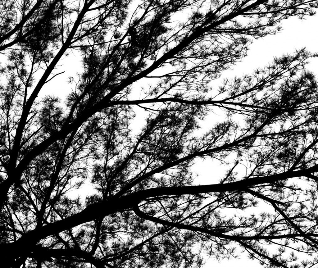 Futura Muestra Sin titulo_2